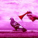 piccione teatrale fucsia